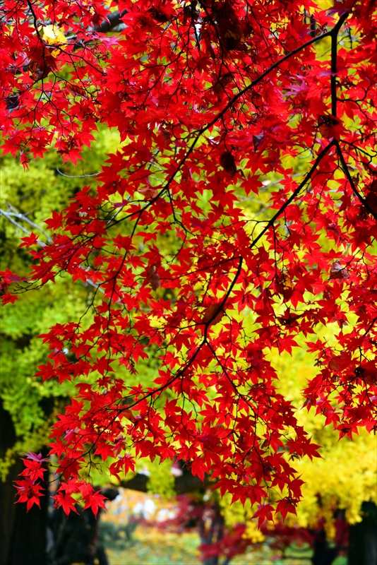 1019_弘前公園_青森