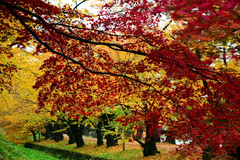 1025_弘前公園_青森