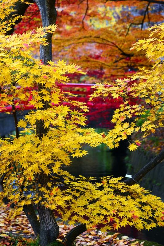 1028_弘前公園_青森