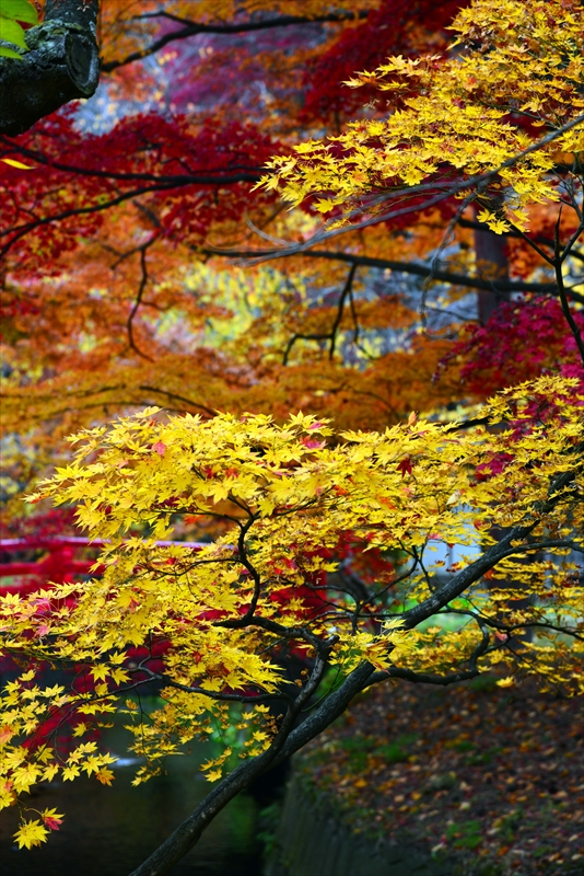 1031_弘前公園_青森