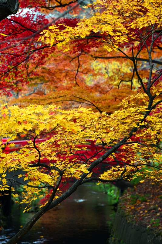 1032_弘前公園_青森