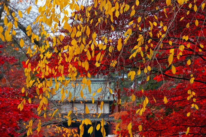 1043_弘前公園_青森