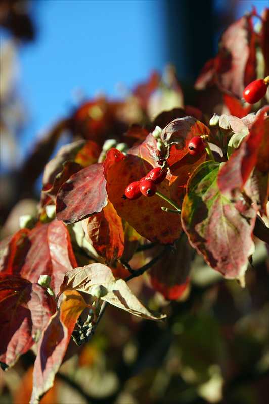 1028_游愁の美_日本