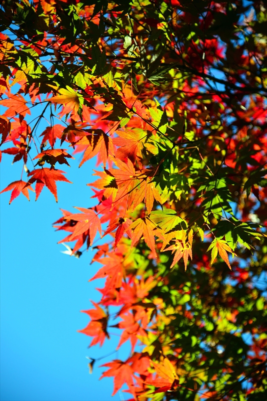 1146_横浜市新羽町_神奈川