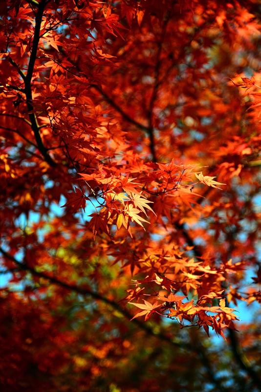 1147_横浜市新羽町_神奈川