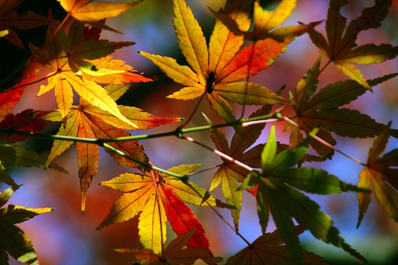 1150_横浜市新羽町_神奈川