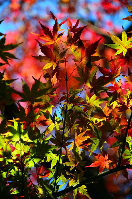 1035_游愁の美_日本