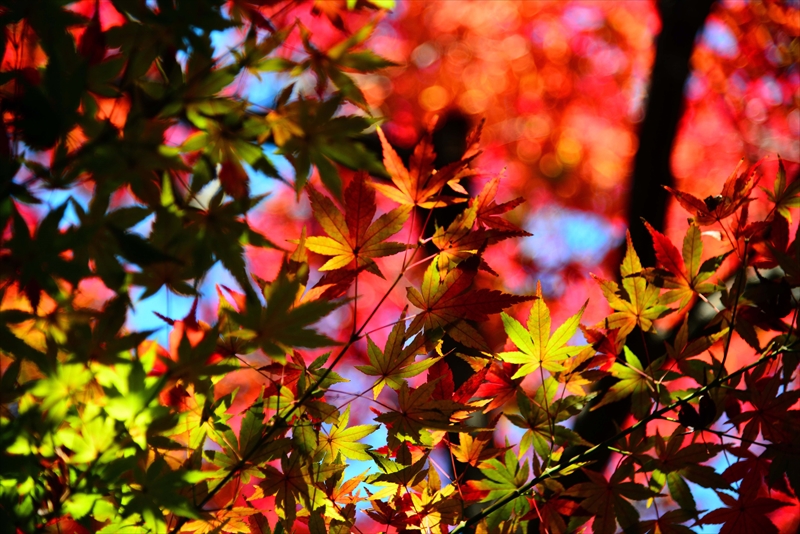 1152_横浜市新羽町_神奈川