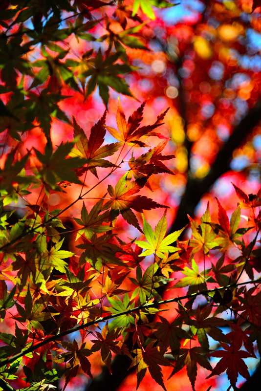 1036_游愁の美_日本