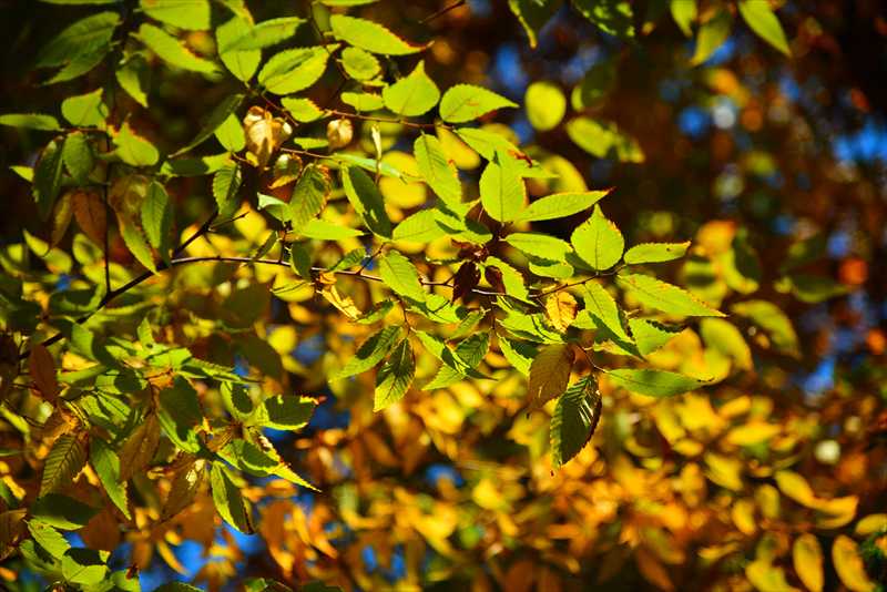 1037_游愁の美_日本