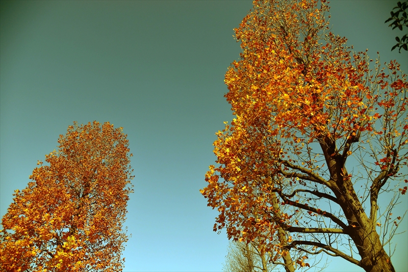 1153_横浜市新羽町_神奈川