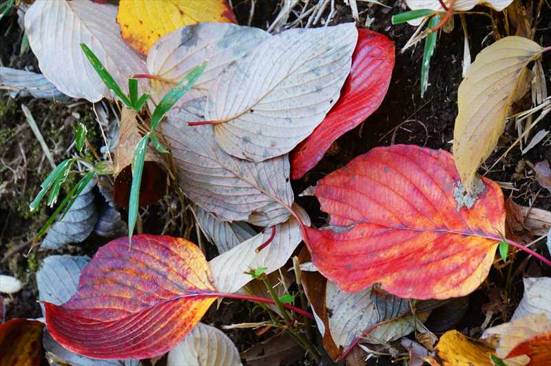 1039_游愁の美_日本