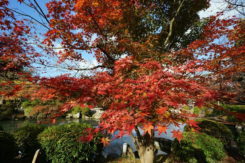 1116_洛中 東寺_京都