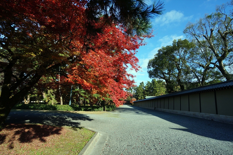 1033_洛中 京都御苑_京都