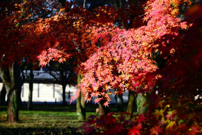1034_洛中 京都御苑_京都