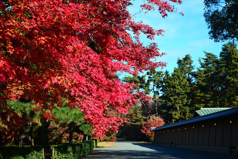 1035_洛中 京都御苑_京都