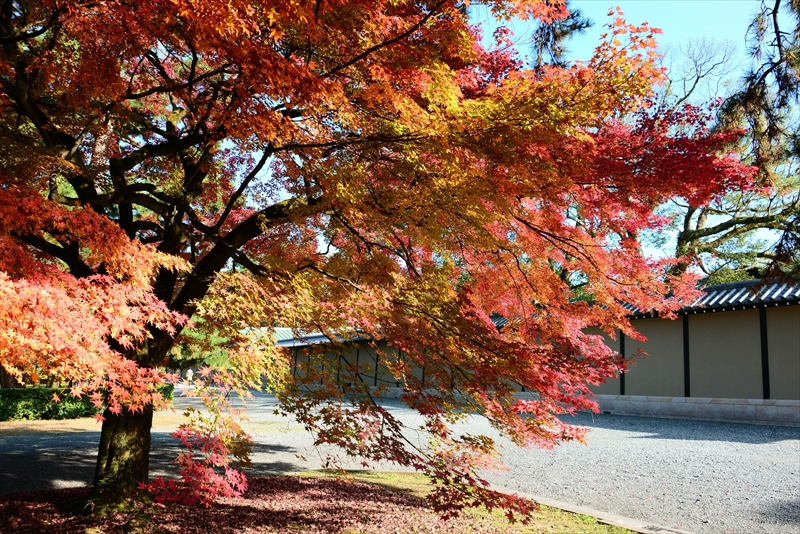 1037_洛中 京都御苑_京都