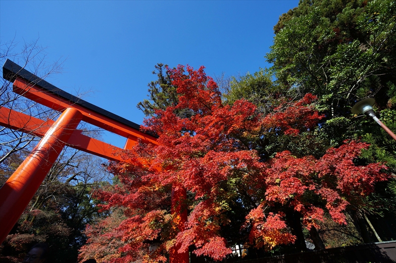 1080_洛北 下賀茂神社_京都