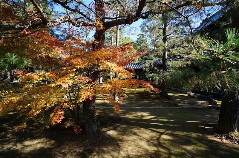 1051_洛北 大徳寺・芳春院_京都