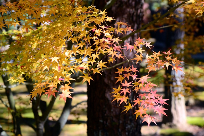 1054_洛北 大徳寺・芳春院_京都