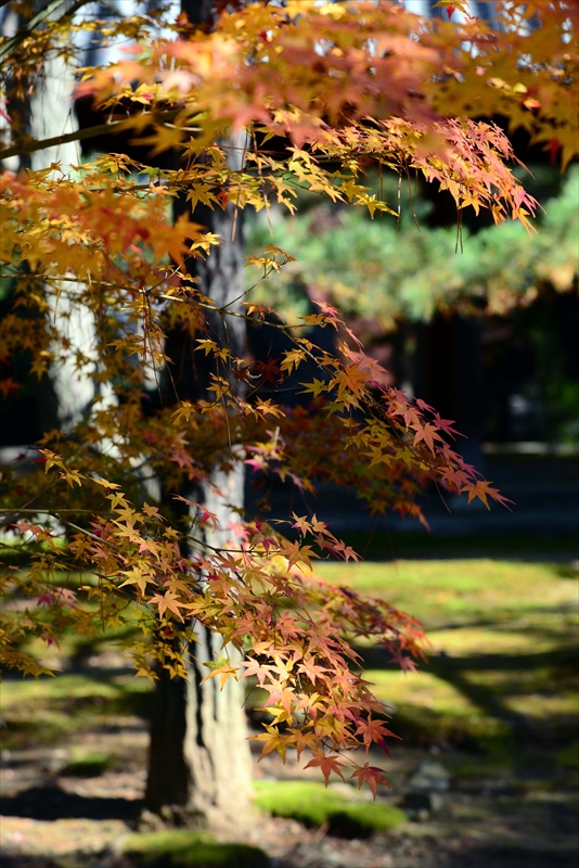 1055_洛北 大徳寺・芳春院_京都