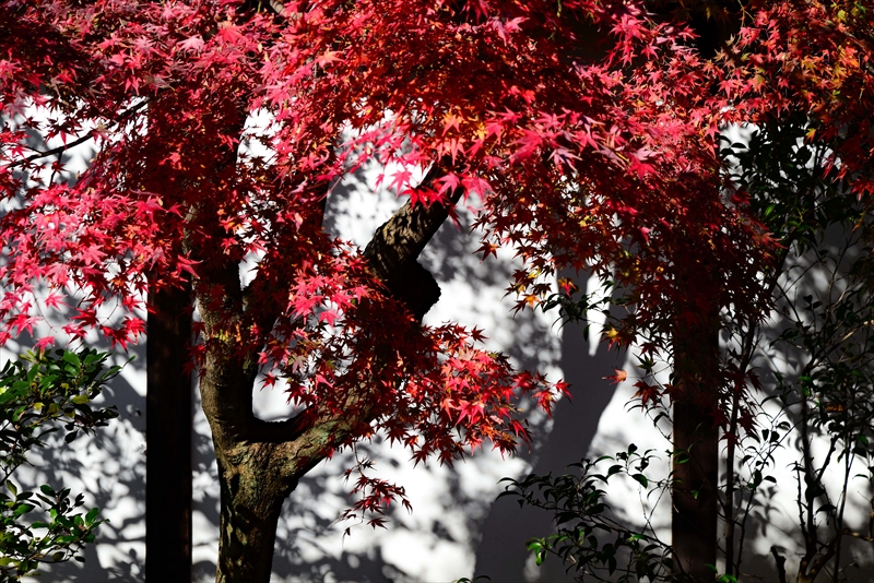1062_洛北 大徳寺・芳春院_京都