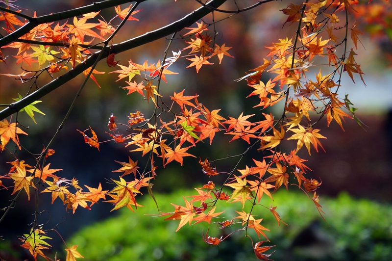 1124_洛中 東寺_京都