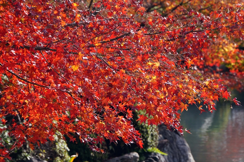 1126_洛中 東寺_京都