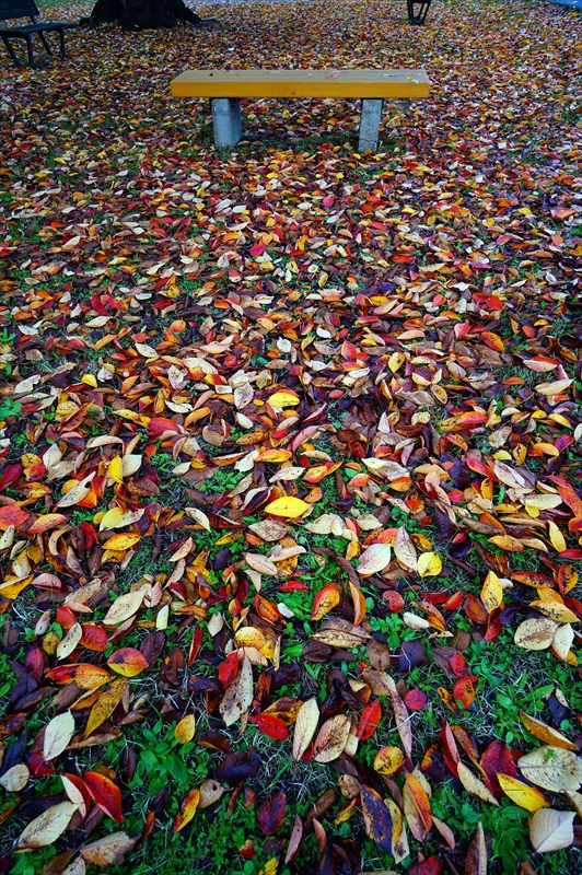 1047_弘前公園_青森