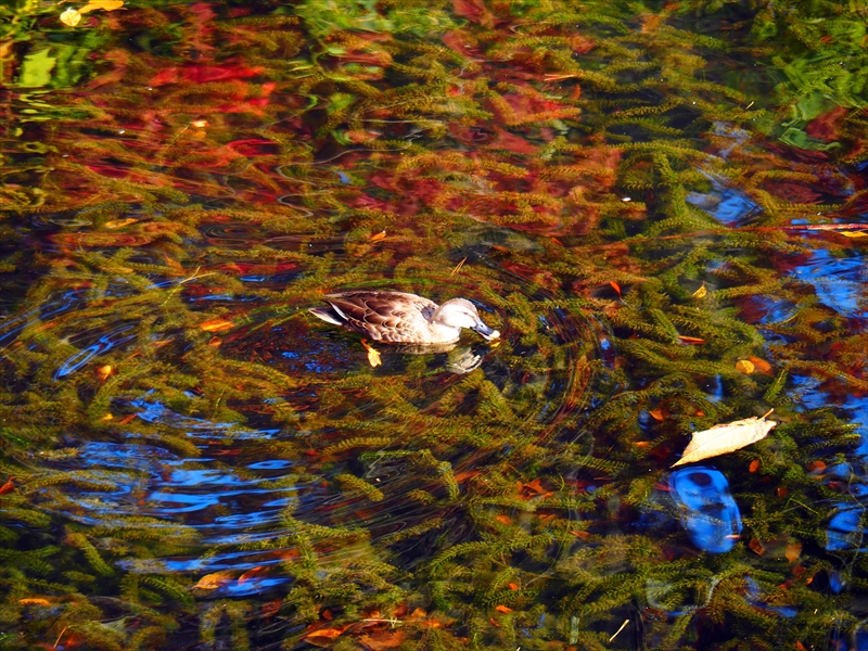 1056_弘前公園_青森