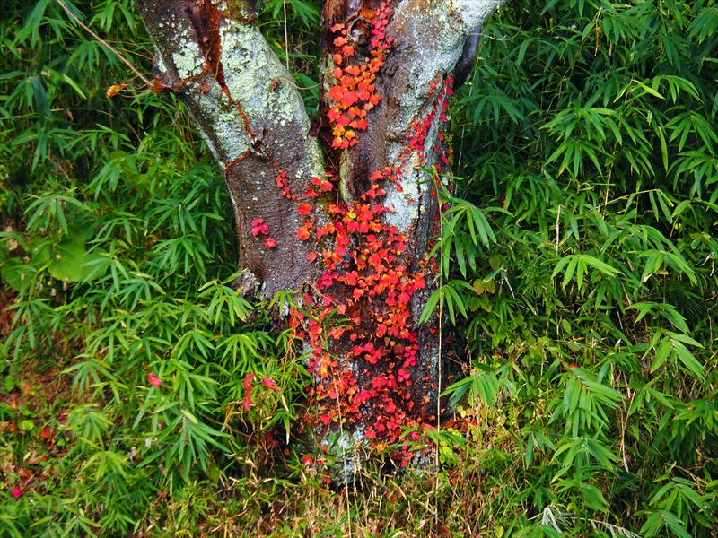 1060_弘前公園_青森