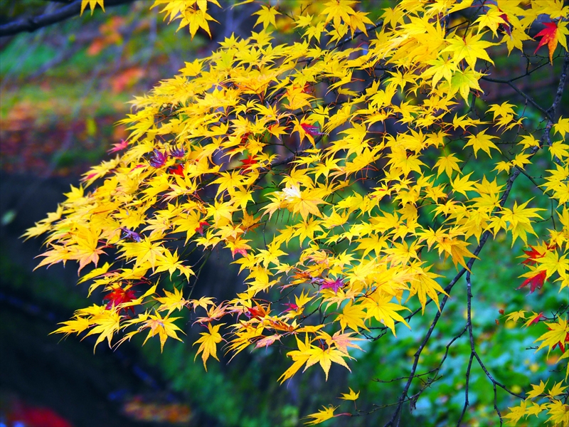 1072_弘前公園_青森