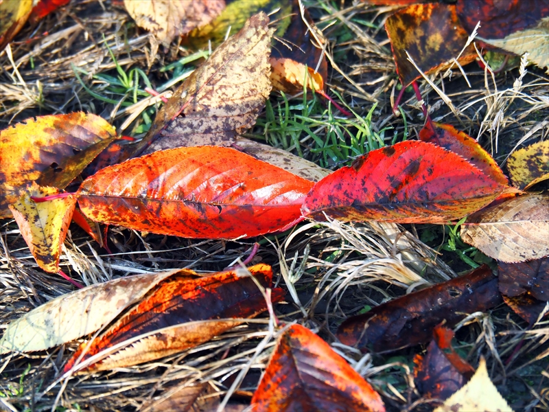 1083_弘前公園_青森