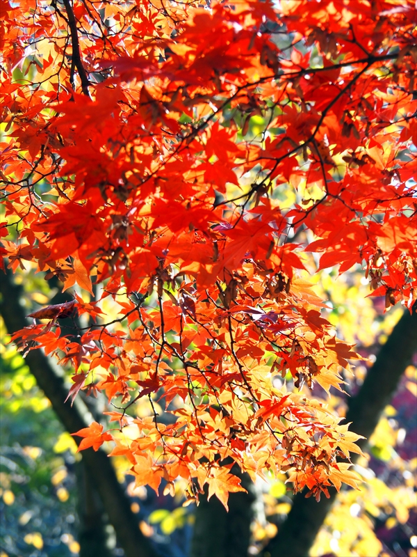 1086_弘前公園_青森