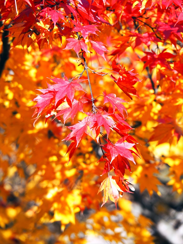 1098_弘前公園_青森