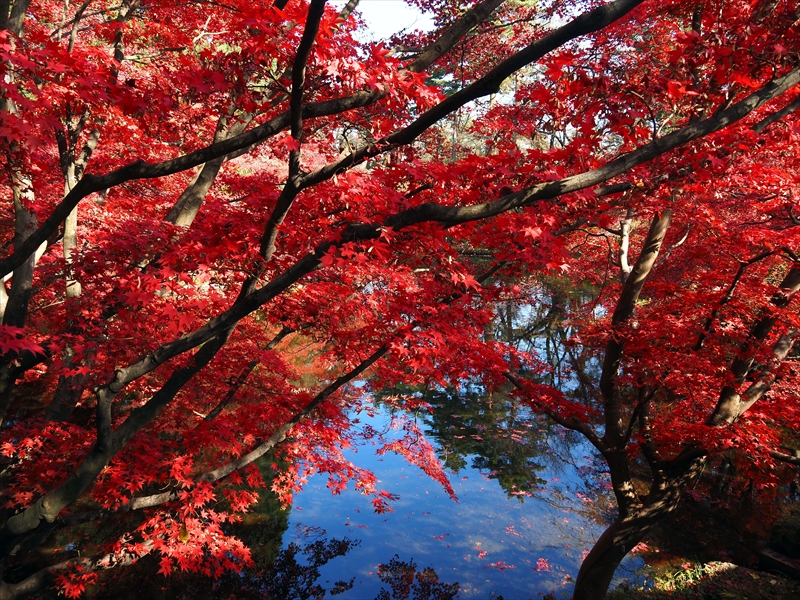 1108_弘前公園_青森