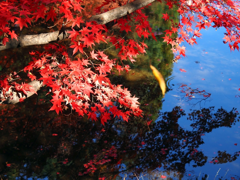 1109_弘前公園_青森