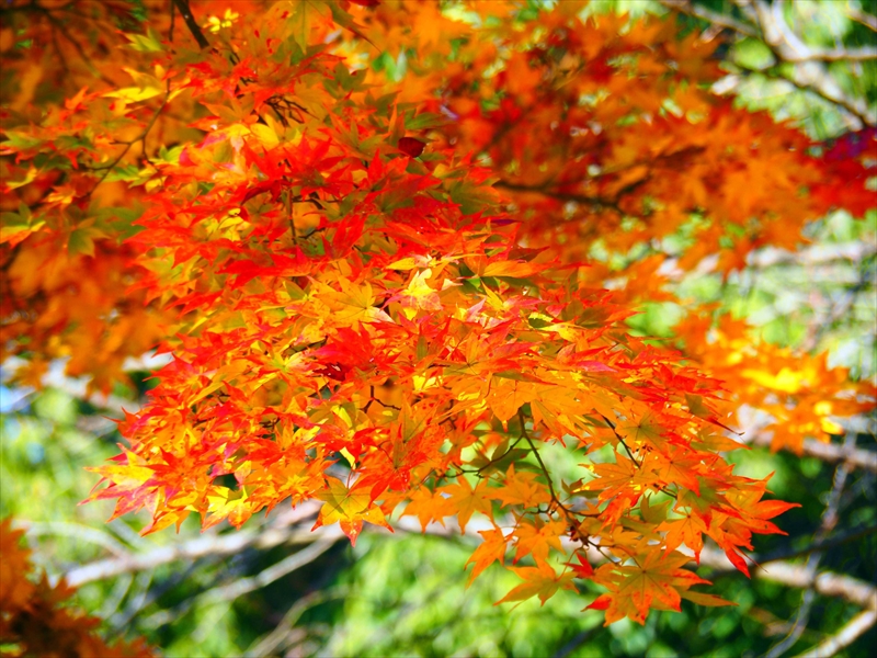 1042_上山城_山形