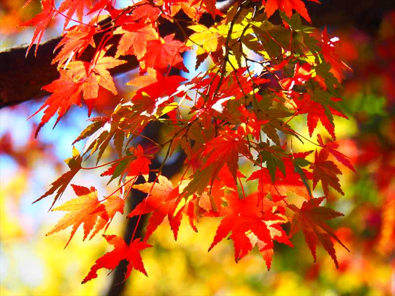 1043_游愁の美_日本