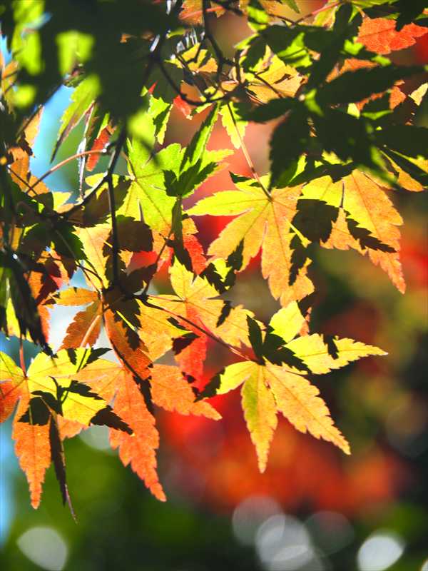 1044_游愁の美_日本