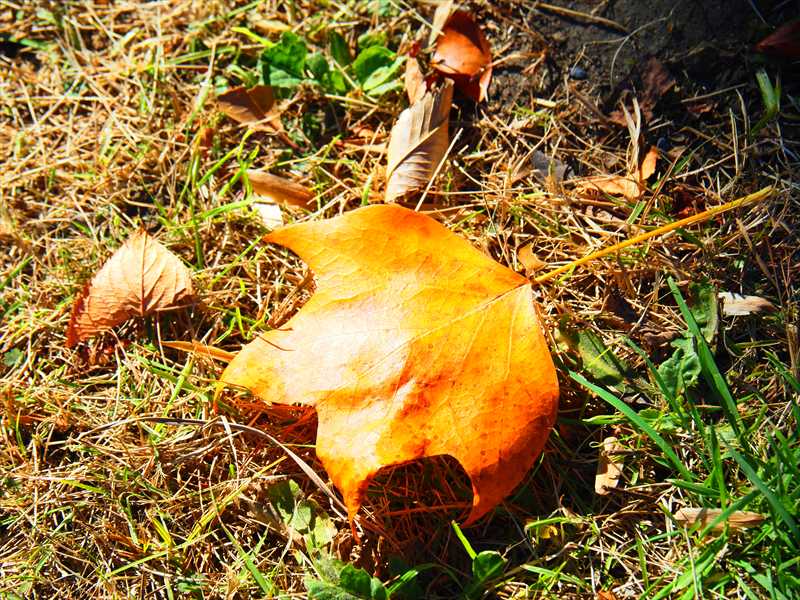 1045_游愁の美_日本