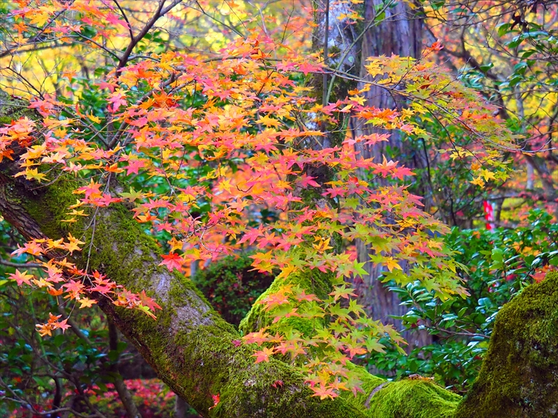 1071_洛東 今熊野観音寺_京都