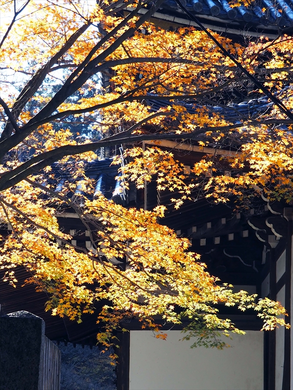 1250_洛東 泉涌寺_京都