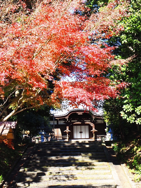 1033_洛東 智積院_京都