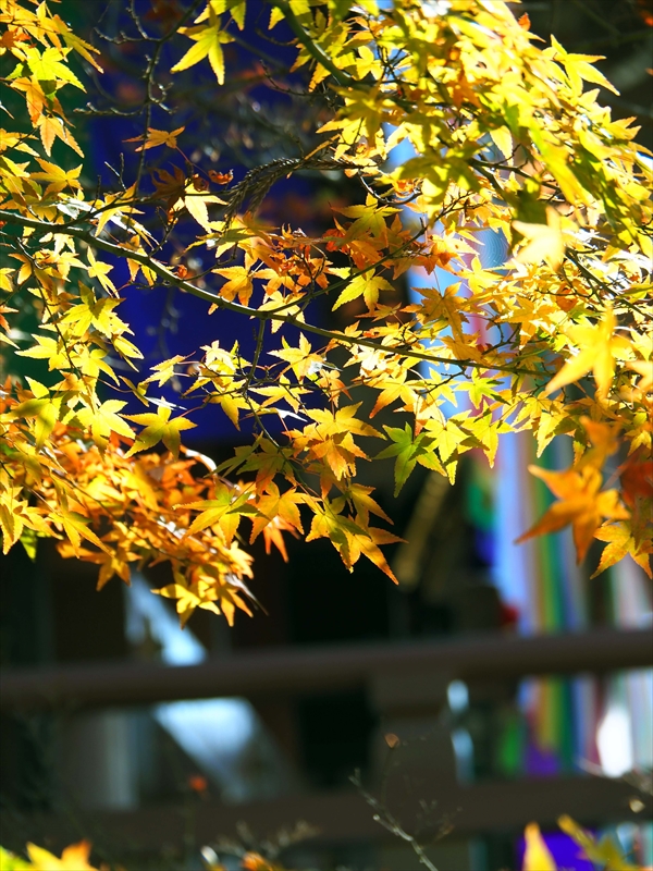 1035_洛東 智積院_京都