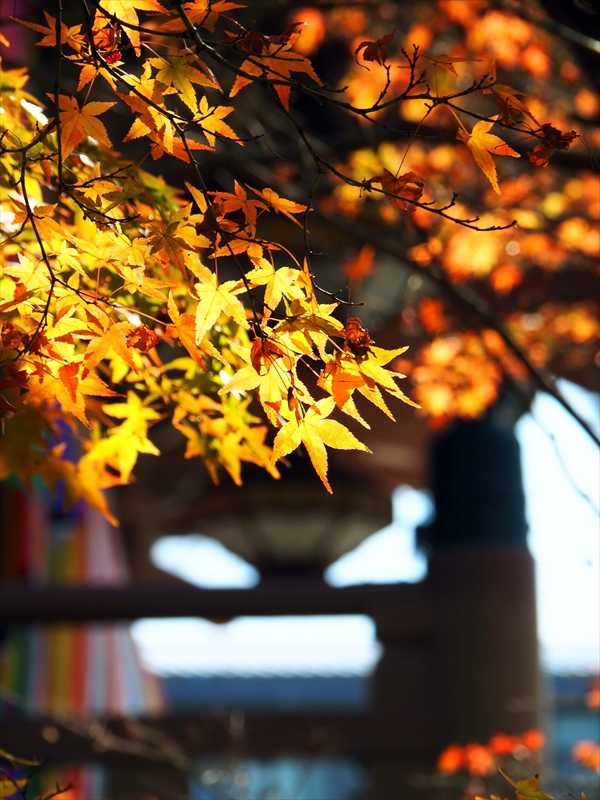 1036_洛東 智積院_京都