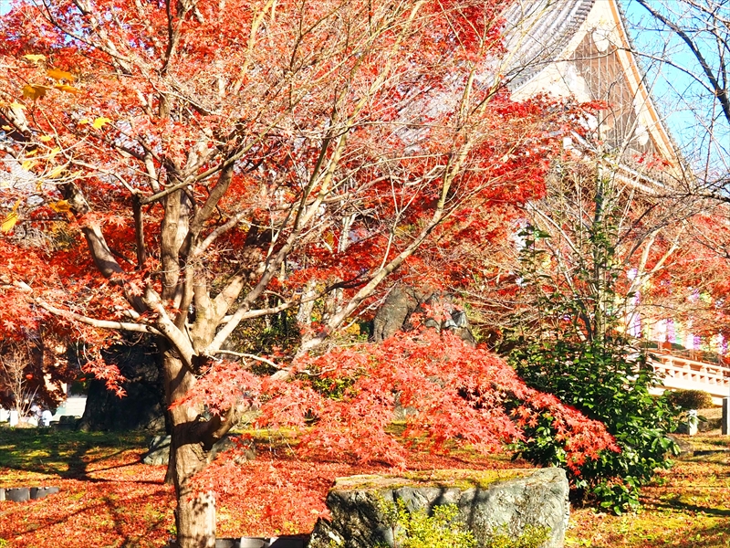 1042_洛東 智積院_京都