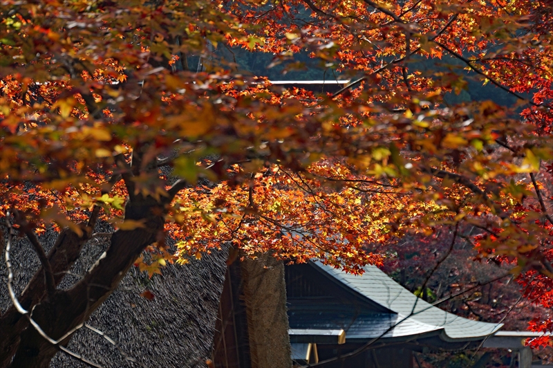 1185_洛東 大神宮_京都