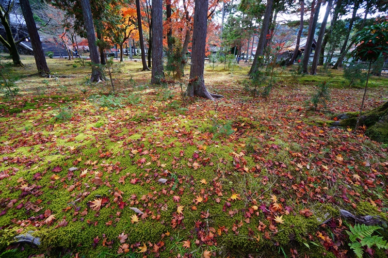 1126_洛東 南禅寺_京都