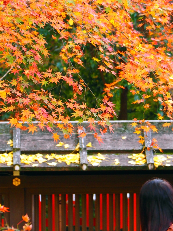 1018_洛中 河合神社_京都